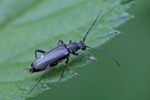 Réf. 232 243 : Grammoptera abdominalis